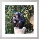 Pesquisar por chimpanzé pôsteres pósteres Para todos