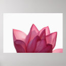 Pesquisar por lotus flower pósteres Plant