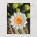 Pesquisar por flower cartoes postais Flor