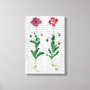 Pesquisar por italiano pôsteres impressão de canvas Flor italiana