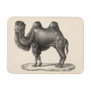 Pesquisar por camel imas Animais