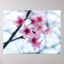 Pesquisar por sakura pósteres Flores de cerejeira