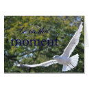 Pesquisar por gaivota cartoes postais Inspiração