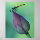 Pesquisar por flor de lótus pôsteres pósteres Natureza