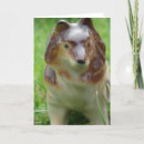 Pesquisar por estante cartoes Collie