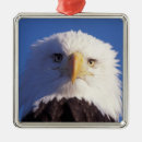 Pesquisar por homer ornamentos Predador