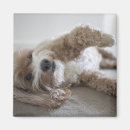 Pesquisar por da câmera imas Cão