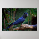 Pesquisar por pássaro vermelho pôsteres pósteres Azul