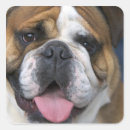 Pesquisar por flamengo adesivos Bélgica