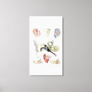 Pesquisar por coração humano impressão de canvas Biologia