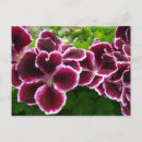 Pesquisar por geranium cartoes postais Púrpura