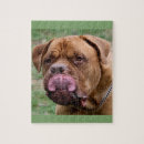Pesquisar por dogue de bordéus Canino