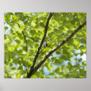 Pesquisar por pássaro japonês pôsteres pósteres Natureza