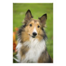 Pesquisar por collie áspero pôsteres pósteres Sable