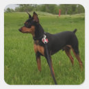 Pesquisar por miniature adesivos Pino mínimo