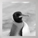 Pesquisar por pinguim engraçado pôsteres pósteres Branco