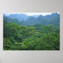 Pesquisar por reflorestamento Natureza