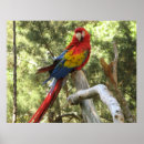Pesquisar por macaw pôsteres pósteres Aves