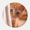 Pesquisar por gatinho imanes Gato