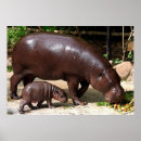 Pesquisar por hippopotamus pôsteres pósteres Animal