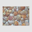 Pesquisar por molusco papeis de seda Praia