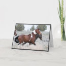 Pesquisar por cavalos selvagens mustang cartoes Pinto
