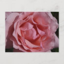 Pesquisar por chá híbrido cartoes postais Rosa