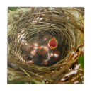 Pesquisar por ninho dos pássaros azulejos Aves