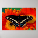Pesquisar por borboleta azul e preta artes pósteres Flor