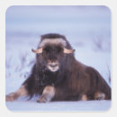 Pesquisar por de steve adesivos Alaska