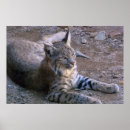 Pesquisar por lince deserto Gato