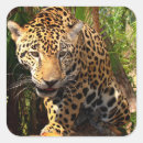 Pesquisar por jaguar adesivos Panthera onca