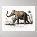 Pesquisar por elephant pôsteres pósteres Qualquer pessoa