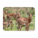 Pesquisar por delta do delta do delta imas Okavango