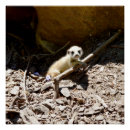 Pesquisar por suricato pôsteres pósteres Bebê