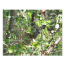 Pesquisar por cervo pôsteres pósteres Fotografia da vida selvagem