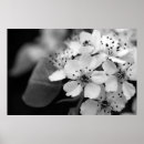 Pesquisar por flor de cerejeira branca pôsteres pósteres Branco