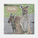 Pesquisar por austrália imas Canguru