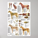 Pesquisar por veterinários pôsteres pósteres Cavalo