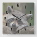 Pesquisar por animal estimação guaxinim Natureza