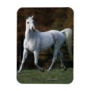 Pesquisar por cavalo árabe imas Funcionamento