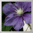 Pesquisar por clematis roxo Natureza