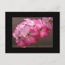 Pesquisar por geranium cartoes postais Rosa