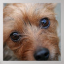 Pesquisar por yorky Filhote de cachorro