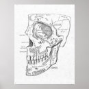 Pesquisar por anatomia pósteres Crânio