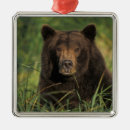 Pesquisar por marrons ornamentos Animais selvagens