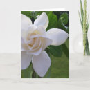 Pesquisar por jasmine cartoes Flowers