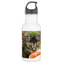 Pesquisar por gatos gatinhos garrafa agua Animal