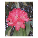 Pesquisar por flores pósteres Planta