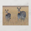 Pesquisar por zebra cartoes postais Africano